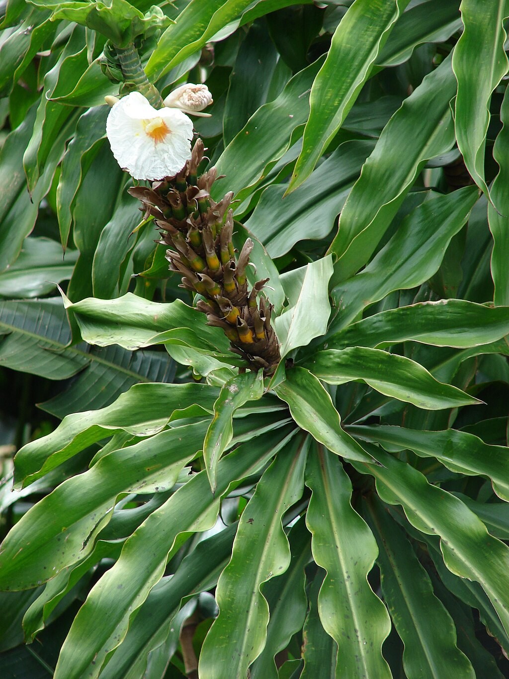 Alpinia galanga (L.) Willd., Plants of the World Online