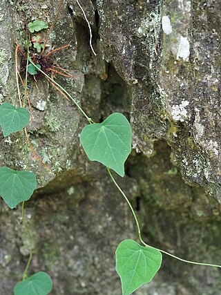 <i>Stephania tetrandra</i> Species of plant