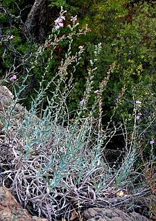 <i>Stephanomeria cichoriacea</i> species of plant