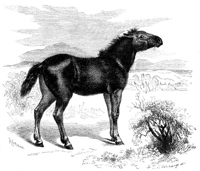 File:Steppentarpan Equus ferus gmelini.jpg