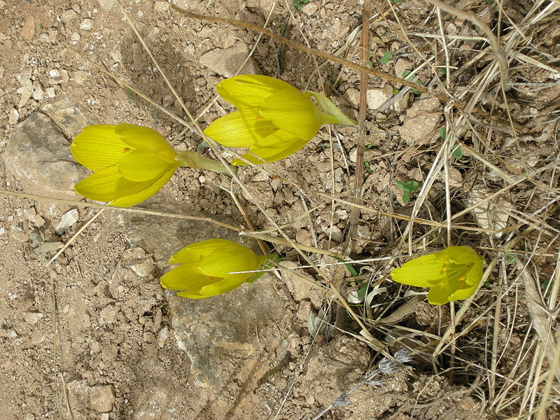 File:Sternbergia clusiana3 (original).JPG