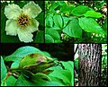 Stewartia ovata