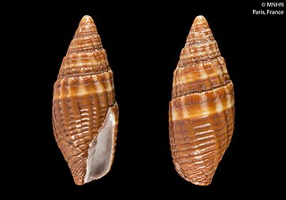 <i>Strigatella amaura</i> Species of gastropod