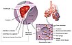 Schéma de la structure de la zone respiratoire avec le détail d'une alvéole