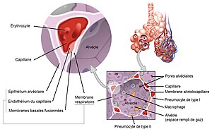 Structure de la zone respiratoire et détail d'une alvéole.jpg
