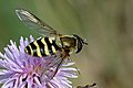 male Syrphus ribesii