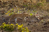 Tadoba-Nationalpark