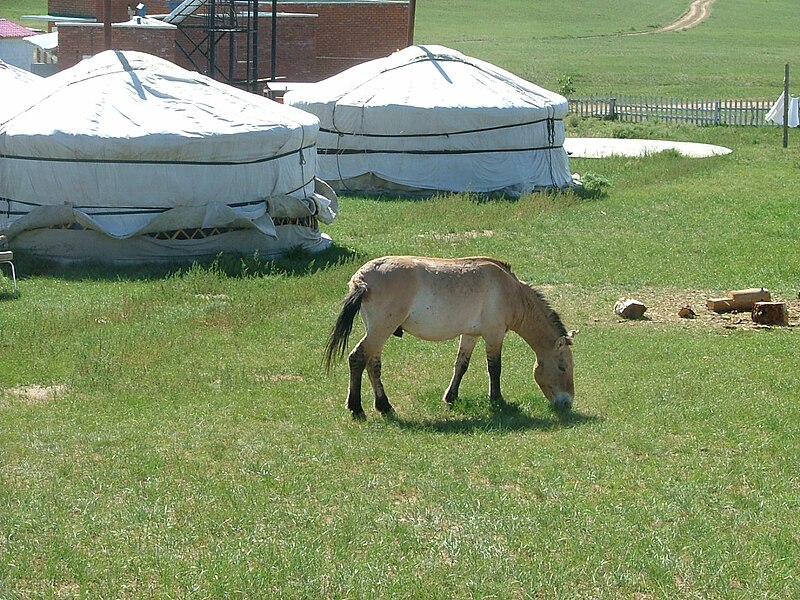 File:Takhi-hustai.jpg