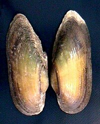 A whole shell of Tamsiella tamsiana Tamsiella tamsiana 000.jpg