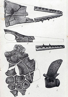 Cranial elements of specimen cataloged NMNZ R1536, the lectotype of T. oweni, with associated vertebra and phalanges Taniwhasaurus oweni.jpg
