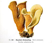 Paxillus acheruntius (M. Edmund, 1905)