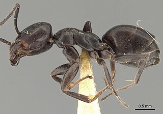 <i>Tapinoma nigerrimum</i> Species of ant