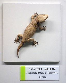 <i>Tarentola annularis</i> Species of gecko native to northern Africa