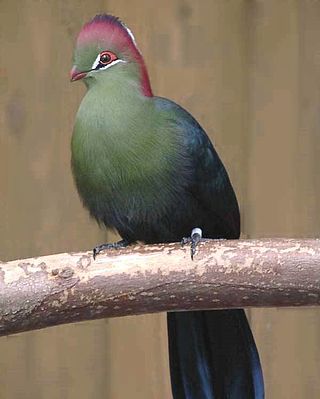 <i>Tauraco</i> Genus of birds