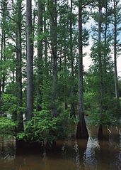Natural forest, in an oxbow in central Mississippi
