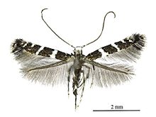 Telamoptilia grewiae.jpg