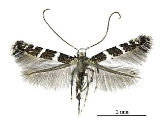 <i>Telamoptilia</i> Genus of moths
