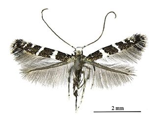 Telamoptilia grewiae