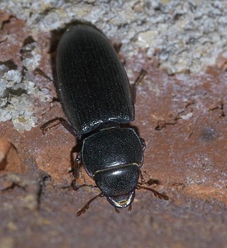 <i>Tenebroides</i> Genus of beetles