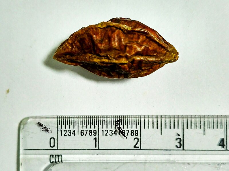 File:Terminalia Chebula in Bangladesh 2.jpeg