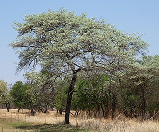 <i>Terminalia sericea</i> species of plant