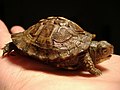 Young box turtle