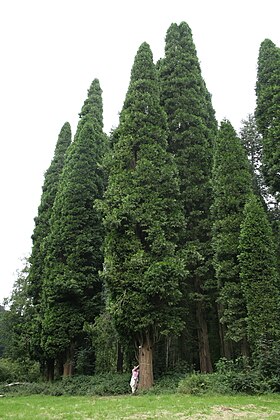 Californisk Flodceder (Calocedrus decurrens)Foto: Jean-Pol Grandmont