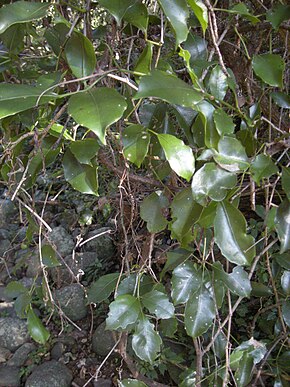 A kép leírása Tetrastigma nitens.jpg.