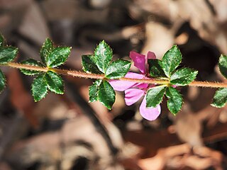 <i>Tetratheca thymifolia</i> Species of shrub