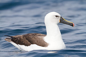 Indische geelneusalbatros op het water