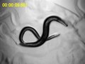 File:The-C.-elegans-Male-Exercises-Directional-Control-during-Mating-through-Cholinergic-Regulation-of-pone.0060597.s003.ogv