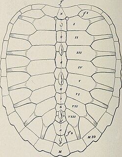 <i>Ctenochelys</i> Extinct genus of turtles