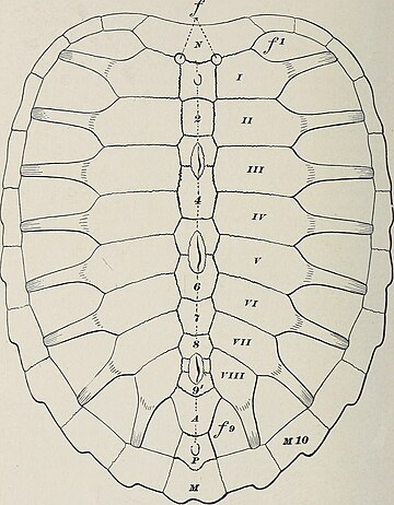 Ctenochelys