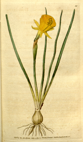 File:The Botanical Magazine, Plate 88 (Volume 3, 1790).png