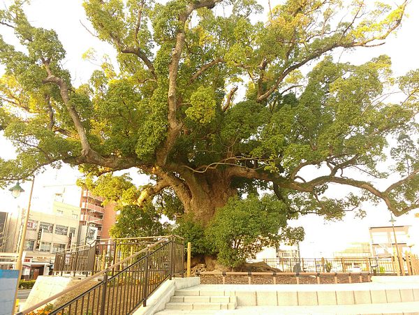 The Great Camphor tree of Zendoji situated on north exit of Iwata Station.