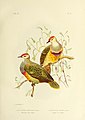 The birds of Australia (1890) (20357974226).jpg