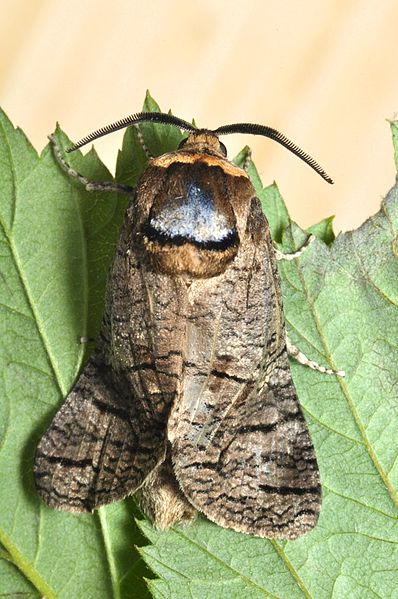 File:The goat moth (Cossus cossus) (14295703543).jpg