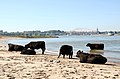 These "wild" cows at Ooijpolder near Nijmegen (behind the bridge) enjoy the warm sunday 9 September 2012 - panoramio.jpg