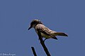 Thick-billed Kingbird Patagonia AZ 2017-05-02 10-05-58 (34306131771).jpg