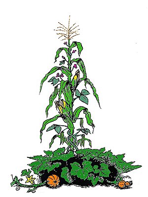 Illustration of cornstalk on which bean plants are climbing, surrounded at the base with leaves and fruit of a pumpkin vine
