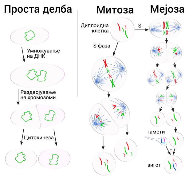 File:Three cell growth types mk.svg