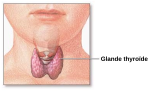 Vignette pour Glande thyroïde