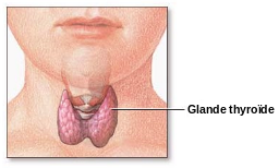 Thyroid gland-fr