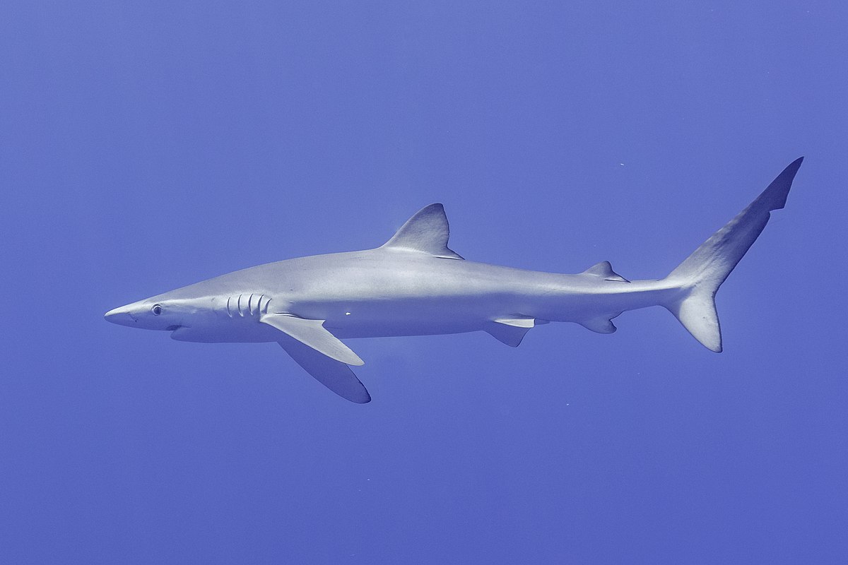 Tiburón azul (Prionace glauca), canal Fayal-Pico, islas Azores, Portugal, 2020-07-27, DD 06.jpg