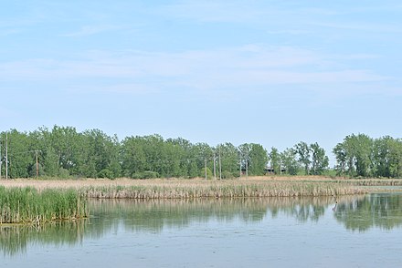 Cattail marshland at Tifft Nature Preserve, Buffalo, New York