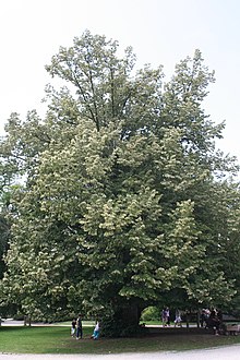 Tree in a public park in Belgium Tilia tomentosa 1JPG.jpg