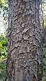 Toona ciliata bark, tree near Macksville, New South Wales, Australia