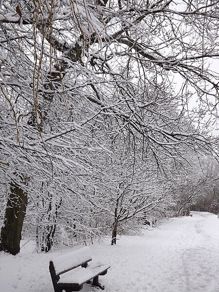 File:Tree in winter 01.JPG