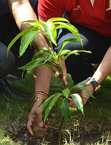 Carbón vegetal - Wikipedia, la enciclopedia libre