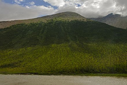 Treeline on a mountain in the Canadian Arctic